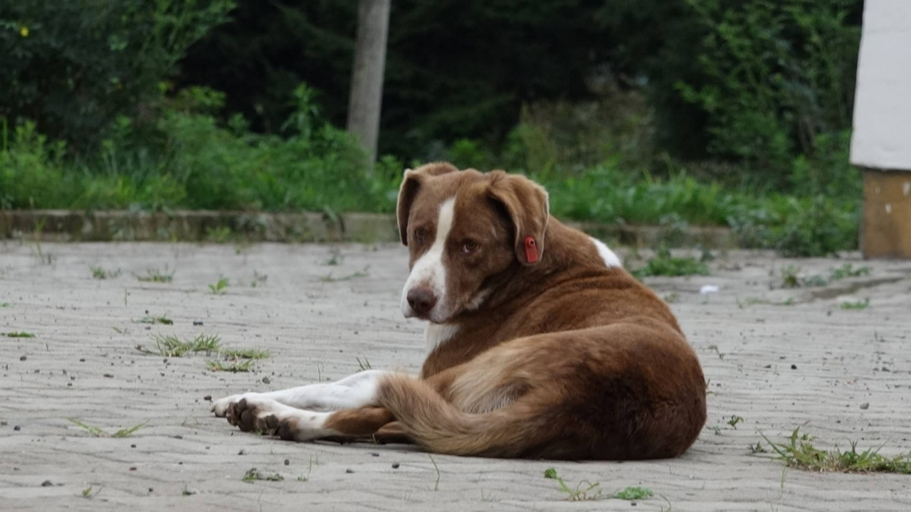 Sokak Köpekleri İçin TBMM’ye Düzenleme Sunuldu