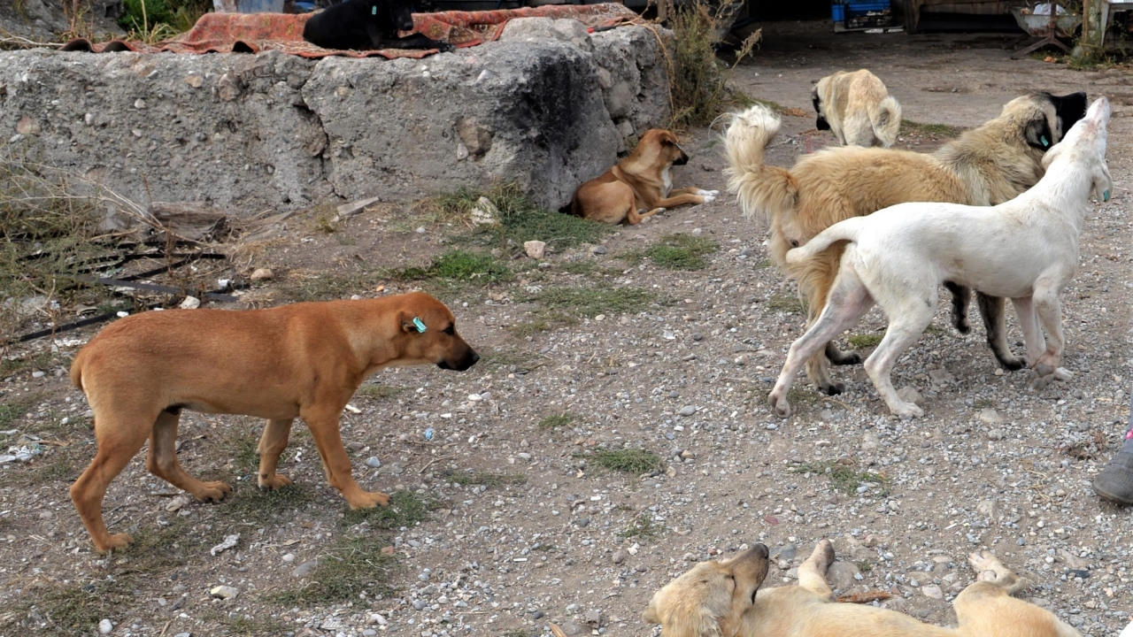 Sokak Köpekleri İçin TBMM’ye Düzenleme Sunuldu