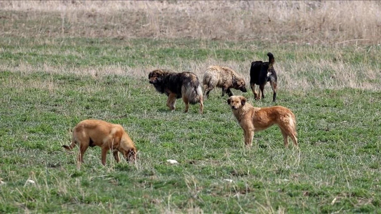 57 Yaşındaki Kadın Başıboş Köpek Saldırısına Uğradı