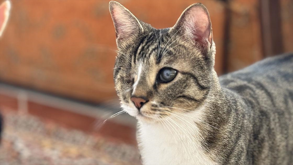 Genç Psikolog Görme Engelli Kediyi Şefkatle Hayata Bağladı Haberi