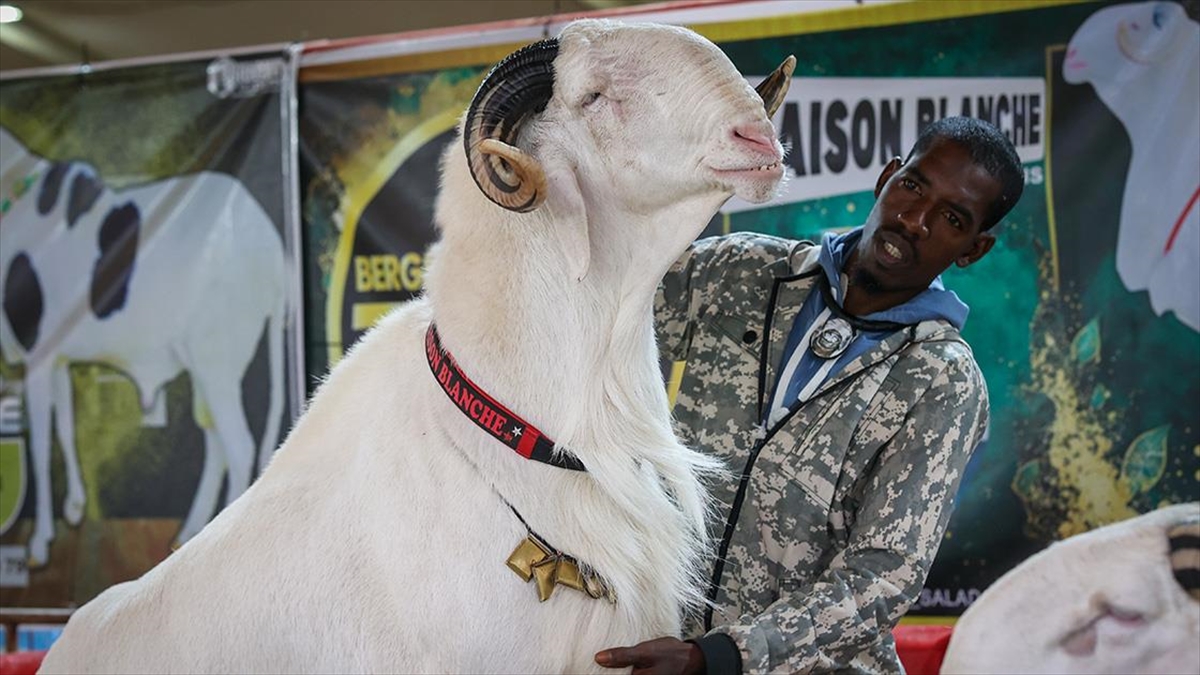 Senegal’de “Koyunların Kralı Ladoumlar” Podyuma Çıktı Haberi