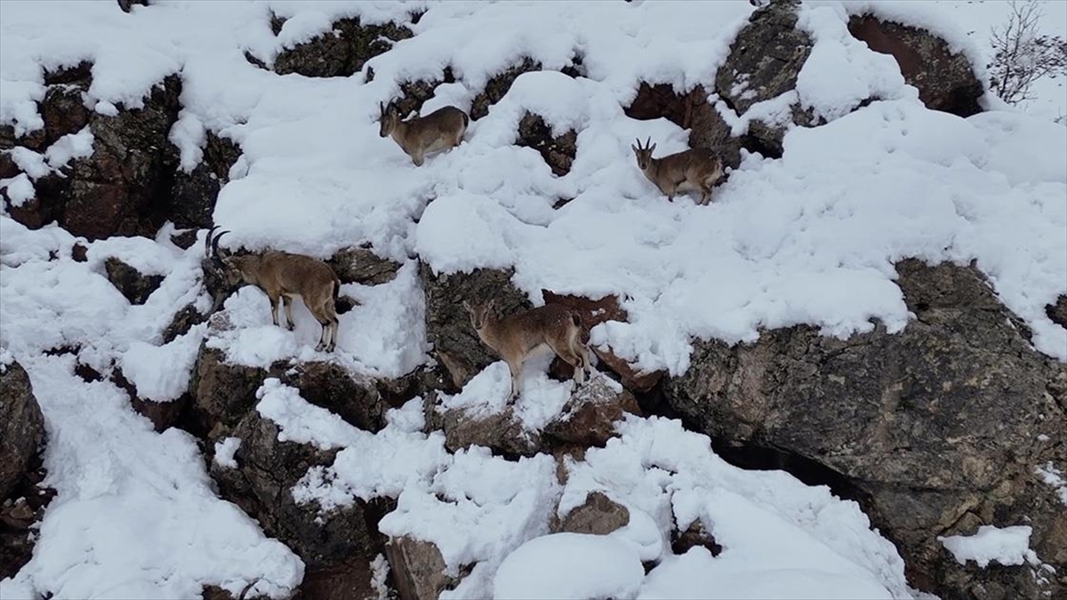 Adıyaman’da Sürü Halindeki Yaban Keçileri Dronla Görüntülendi Haberi