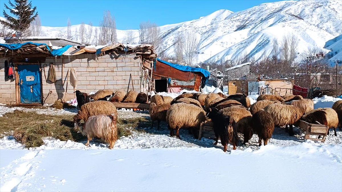 Bitlis’teki Besiciler Hayvanları Için Kış Koşullarıyla Mücadele Ediyor Haberi