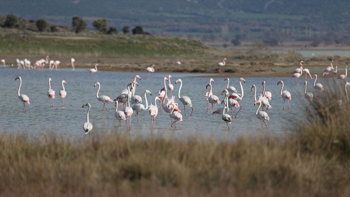 Çanakkale, Sulak Alanlarıyla 51 Su Kuşu Türüne Ev Sahipliği Yapıyor Haberi