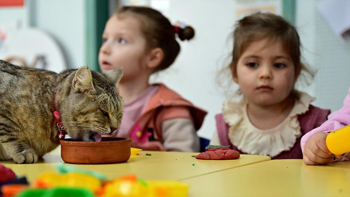 Depremzede Kedi “Püsük” Kendisine Kucak Açan Anaokulunun Neşesi Oldu Haberi