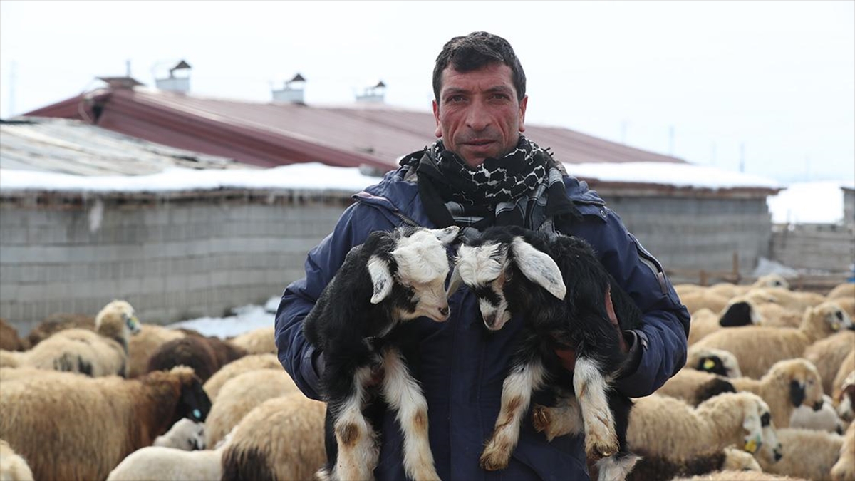 Erzincan’da Besiciler Kuzu Doğumları Için Ağılda Nöbet Tutuyor Haberi