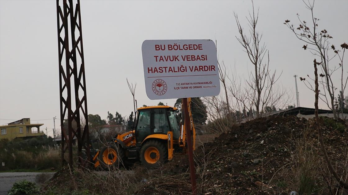 Hatay’da Kuş Gribi Görülen Mahalle Karantinaya Alındı Haberi