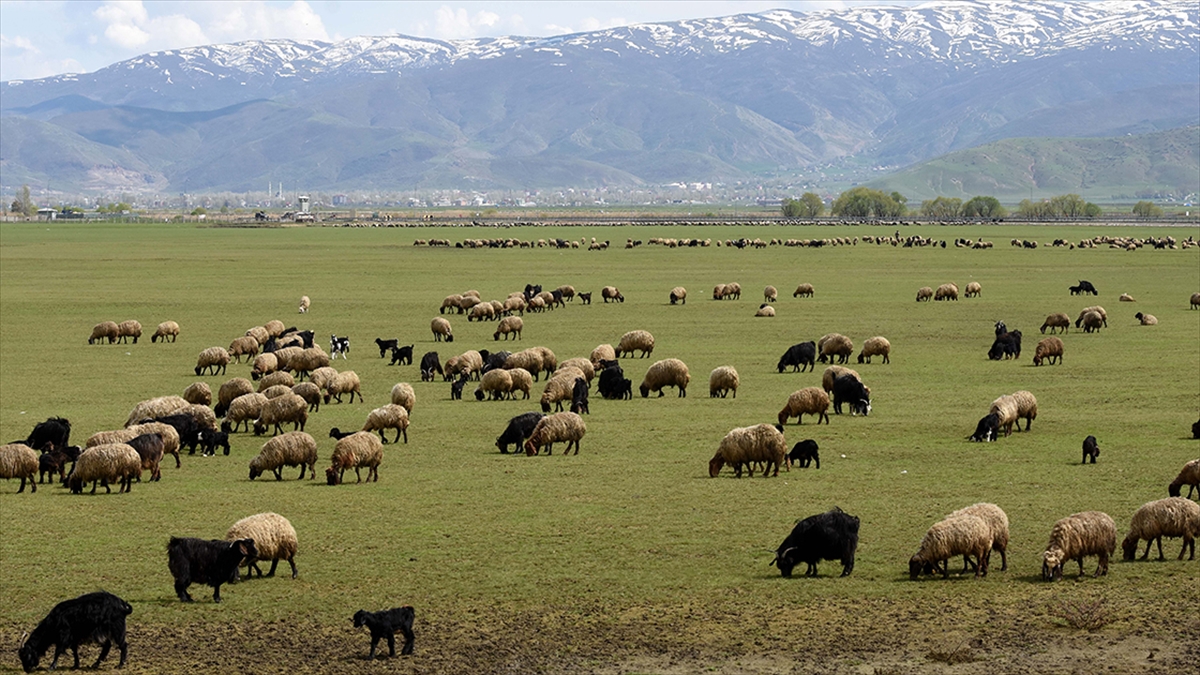 Hayvancılığa Destek Projesi Kırmızı Et Üretimini Artıracak Haberi