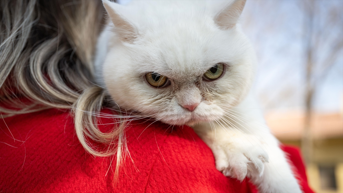 Kalp Hastası Kedi Lucy’ye “Stressiz Yaşam” Tavsiyesi Haberi