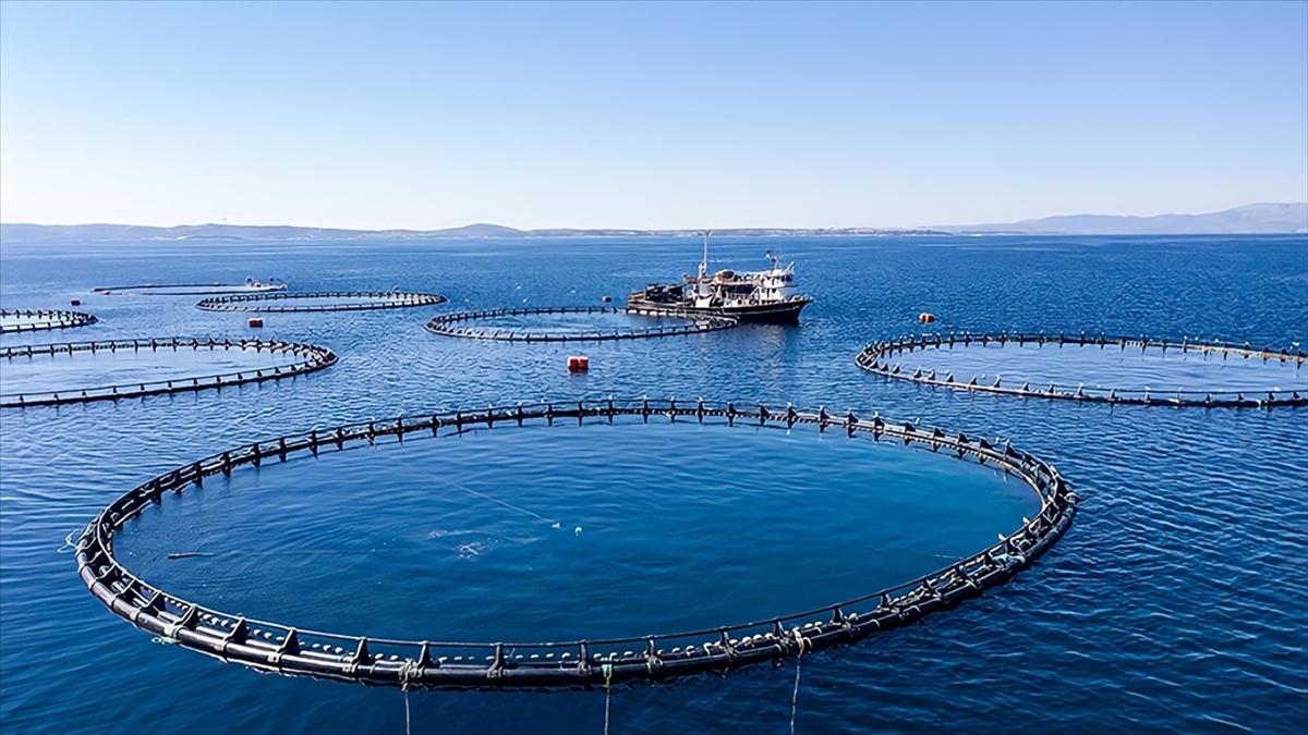 Karadeniz’in Su Ürünleri Ihracat Geliri Yılın Ilk Ayında 19 Milyon Doları Aştı Haberi