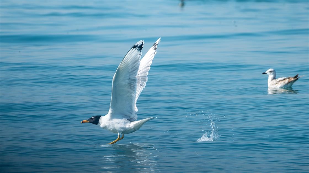 Mersin’de Buluşan Kuş Gözlemcileri Doğu Akdeniz’deki Martı Türlerini Fotoğrafladı Haberi