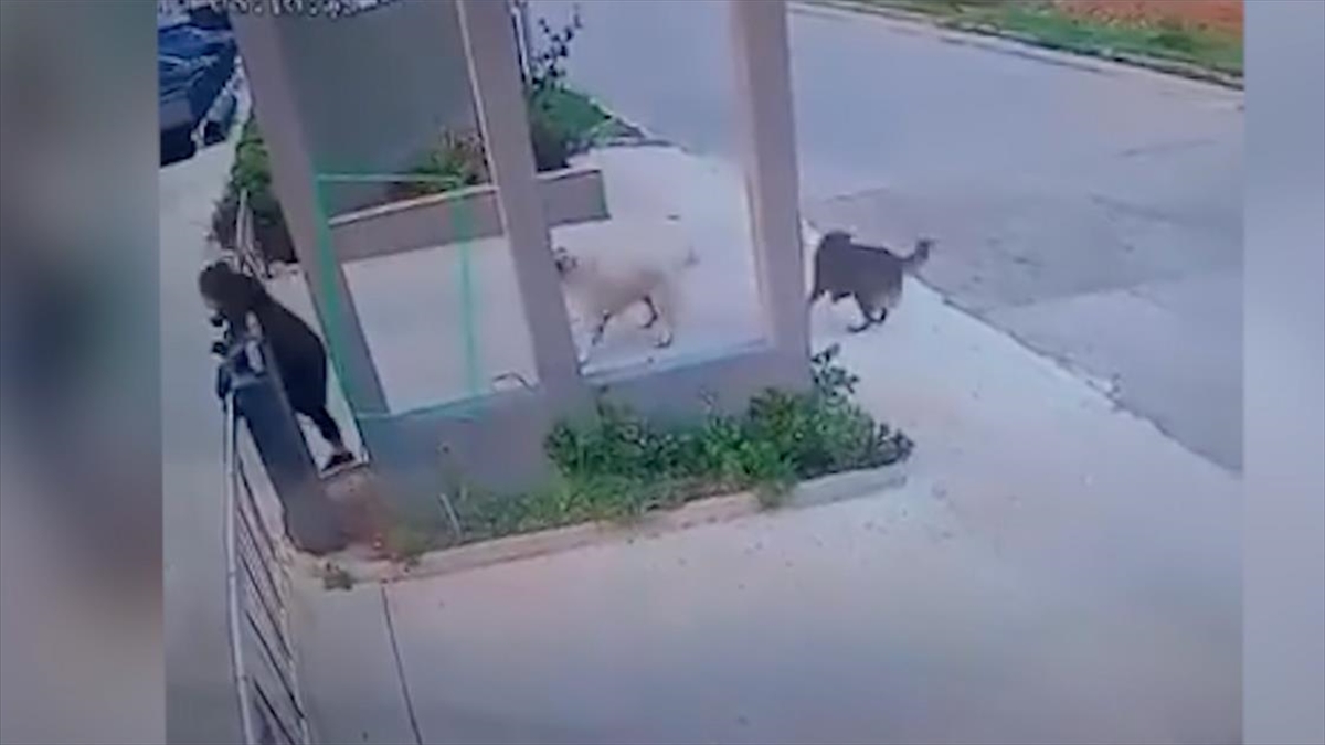 Mersin’de Sahipsiz Köpeklerin Bir Kadına Saldırısı Güvenlik Kamerasında Haberi