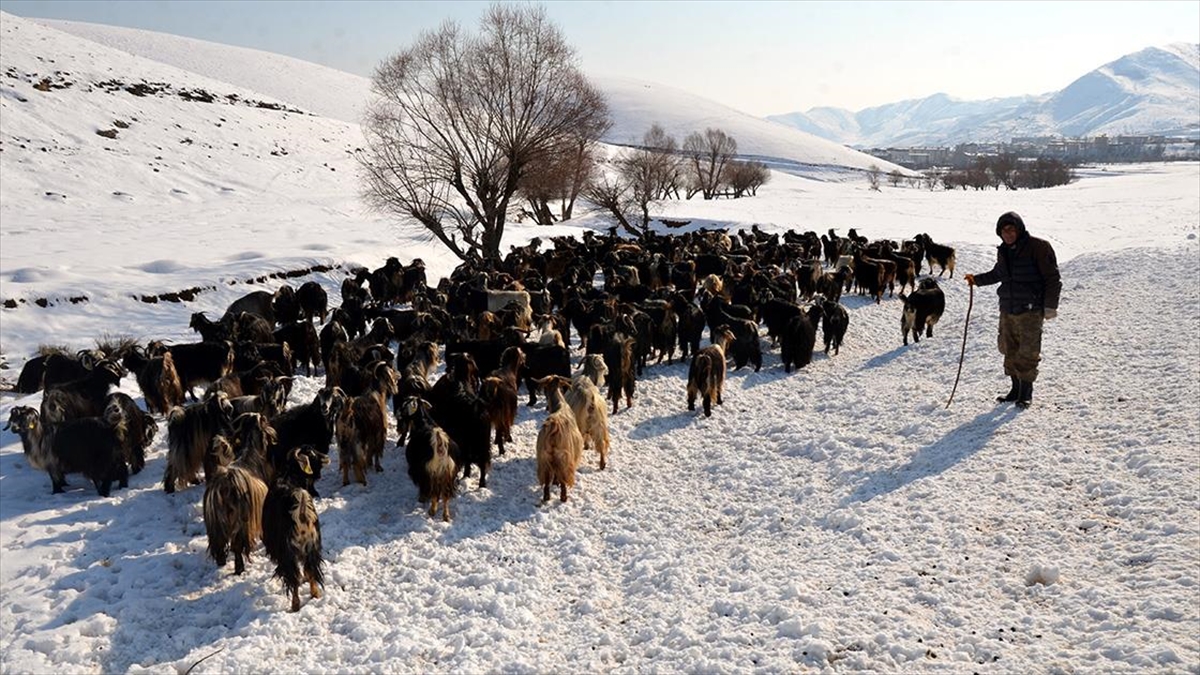 Muş’ta Besicilerin Kış Mesaisi Sürüyor Haberi