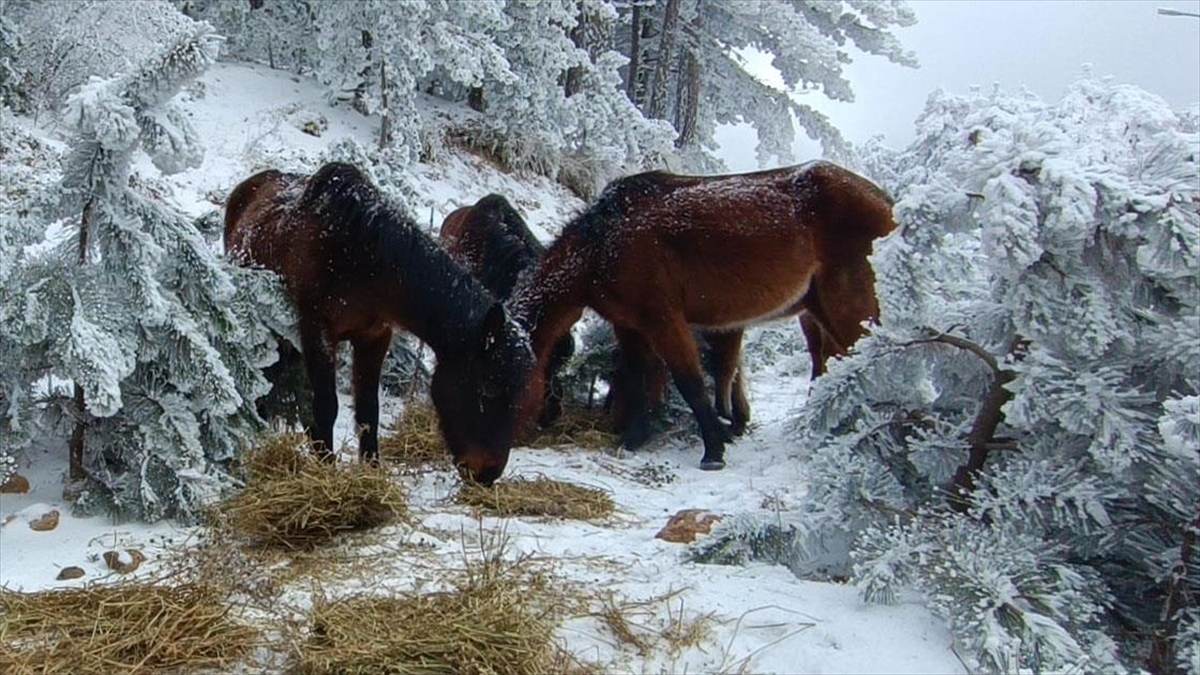 Spil Dağı’nda Yaban Hayvanları Için Doğaya Yem Bırakıldı Haberi