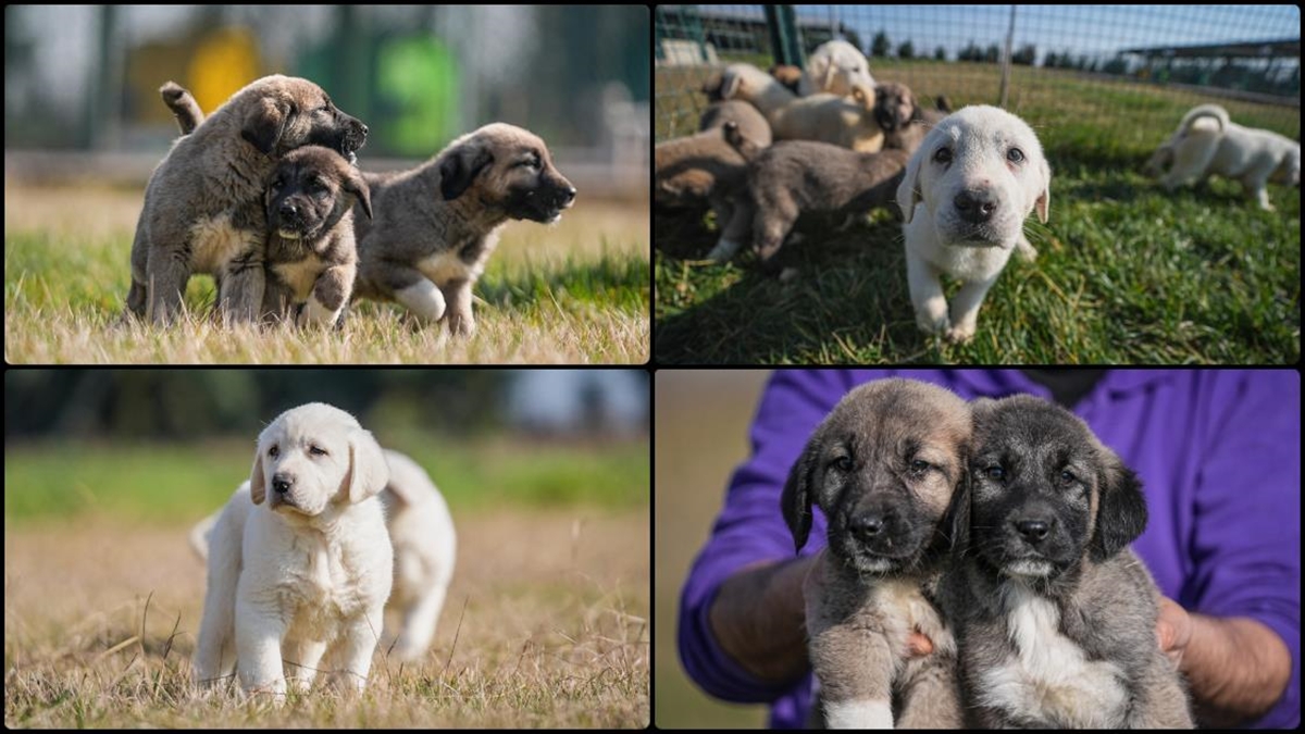 Ti̇gem’de Yetiştirilen Safkan Akbaş Ve Kangal Yavruları Için 6 Ay Sıra Bekleniyor Haberi