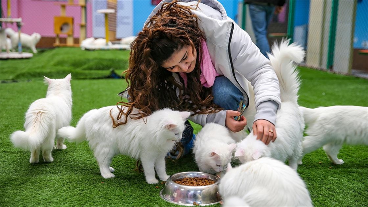 Van Kedilerinin Yaşadığı “Kedi Villası” Yılda Ortalama 200 Bin Ziyaretçiyi Ağırlıyor Haberi