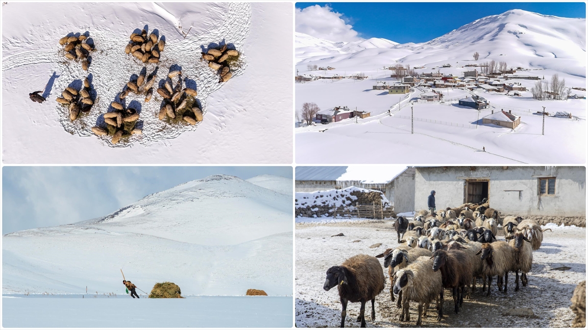 Vanlı Besiciler Hayvanları Için Çetin Kış Şartlarına Göğüs Geriyor Haberi