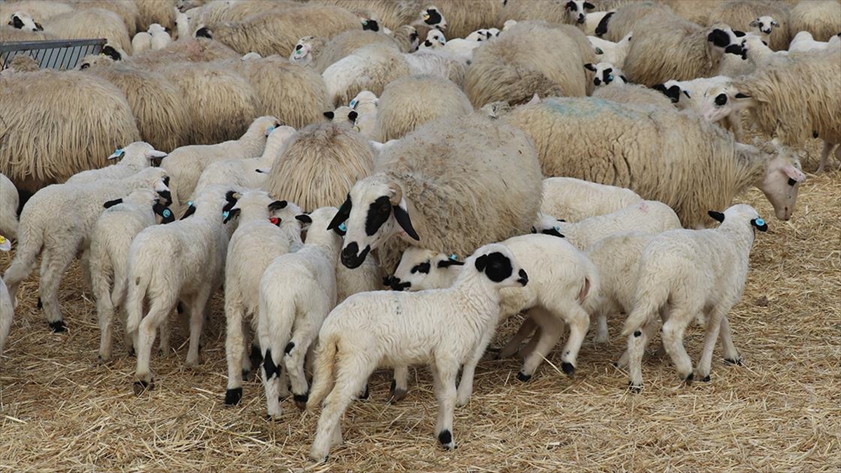 Amasya’da Süt Kuzularının Anneleriyle Buluşma Anı Güzel Görüntüler Oluşturdu Haberi