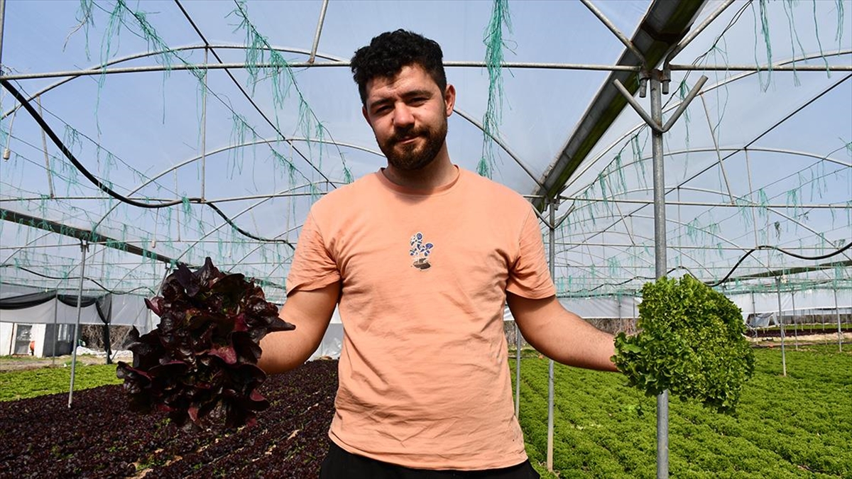 Bilecik’te Genç Çiftçinin Ürettiği 10 Çeşit Marul Akdeniz Salatasına Dönüşüyor Haberi