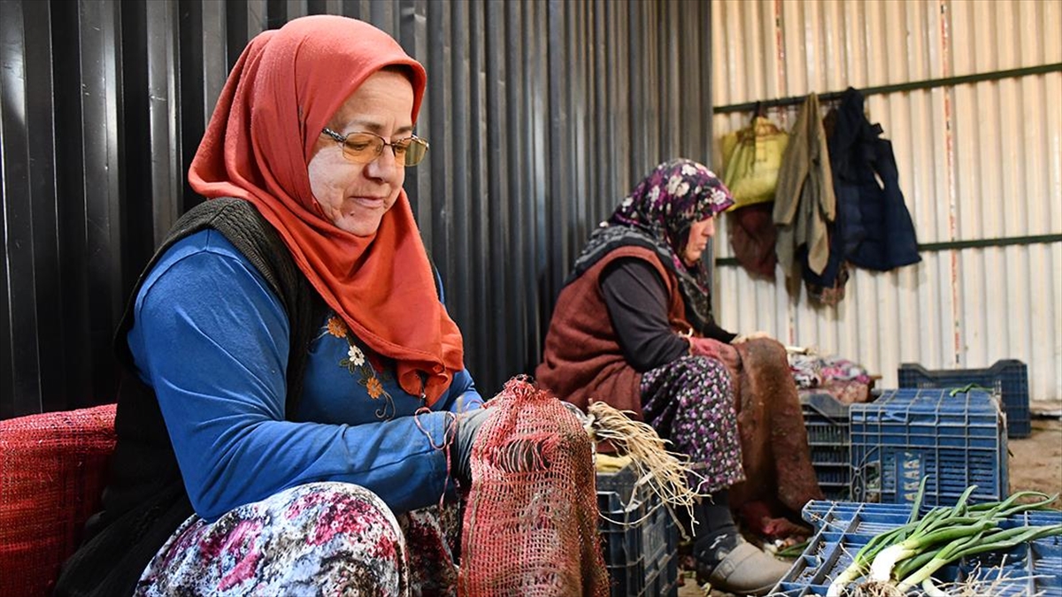 Bilecik’te Yetiştirilen Yeşil Soğan Kadınların Elinde Demetlenip Satışa Sunuluyor Haberi