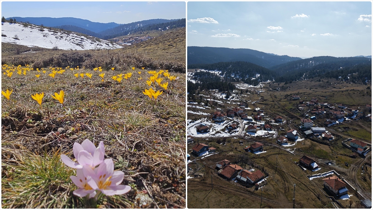 Çankırı’da Baharın Müjdecisi Çiğdemler Büyük Yayla’yı Sarıya Boyadı Haberi