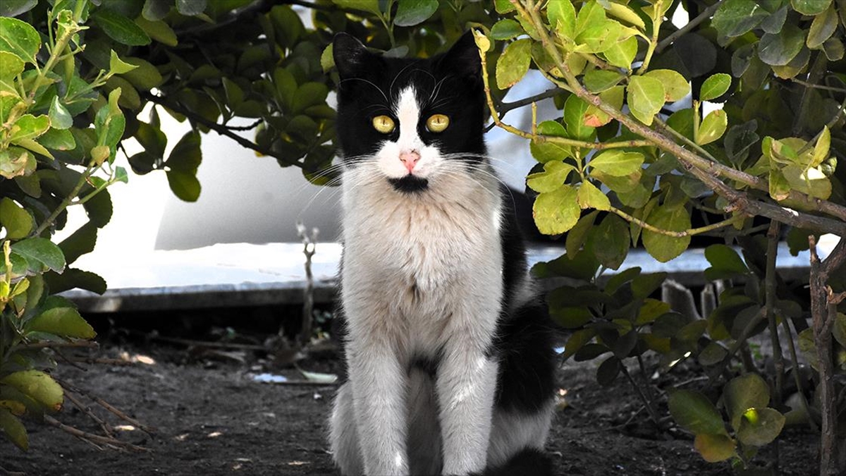 Çevik Kuvvet Noktasının Maskotu Kedi, Polisleri Nöbette De Yalnız Bırakmıyor Haberi