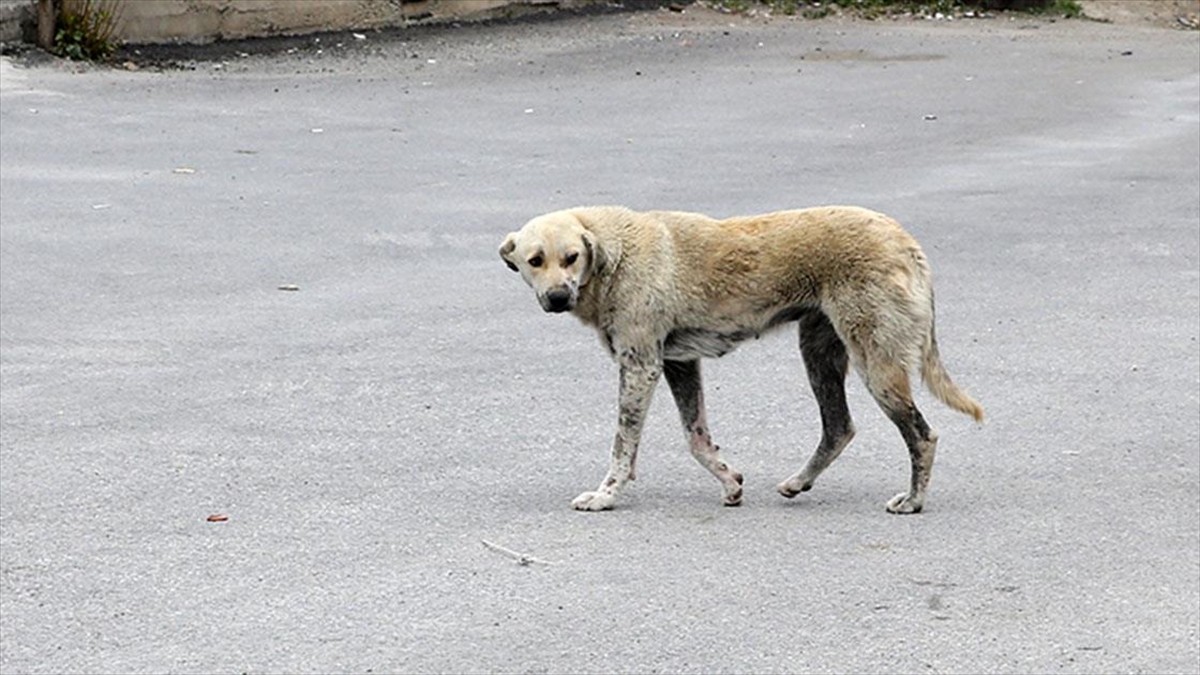 Erzurum’da Ekmek Almaya Giderken Sahipsiz Köpeklerin Saldırdığı Çocuk Ağır Yaralandı Haberi