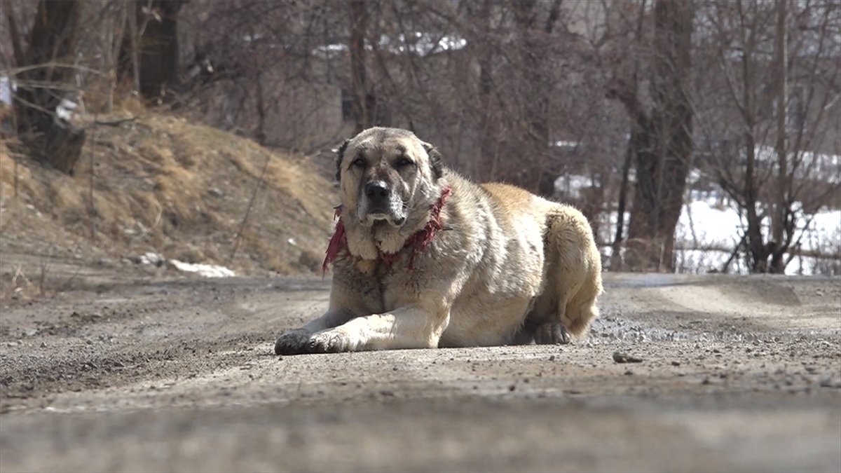 Hakkari’de Sahipli Köpekler Kimliklendiriliyor, Sahipsiz Olanlar Da Toplanıyor Haberi