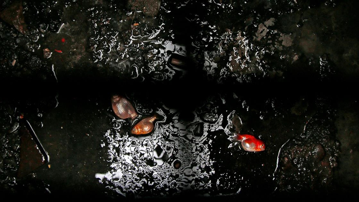 İran’da Nevruz’un Sembolü Milyonlarca Japon Balığı Uygunsuz Şartlar Nedeniyle Ölüyor Haberi