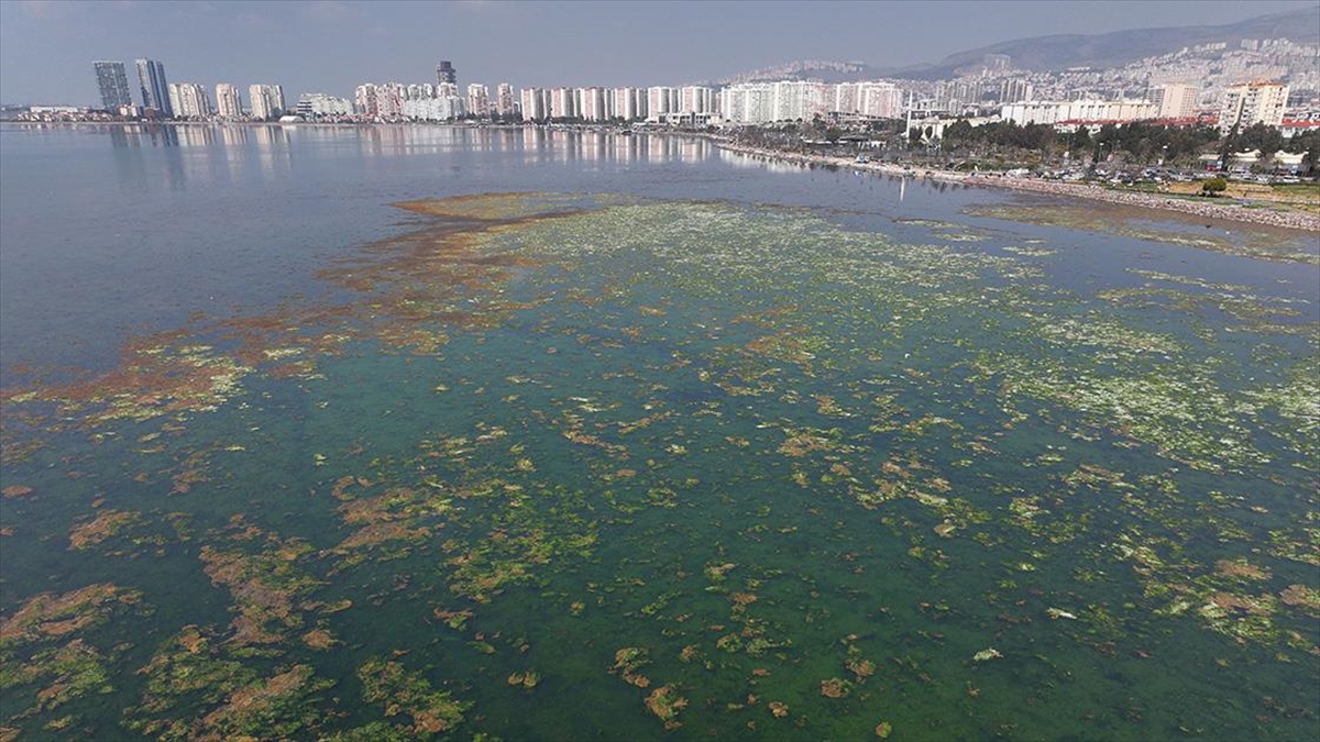 İzmir Körfezi’nde Yosunlar Yeşil Örtü Oluşturdu Haberi