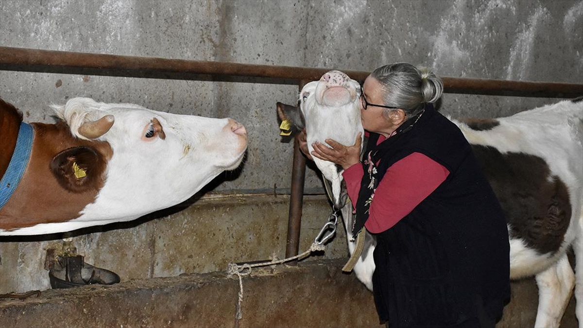 Ordulu Kadına Çiftçilik Ve Hayvancılık Kanserle Mücadelesinde Moral Oldu Haberi