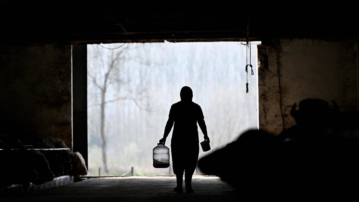 Süt Ve Peynir Ihtiyacı Için Aldığı Mandaları Devlet Desteğiyle Çoğaltıp Çiftlik Kurdu Haberi