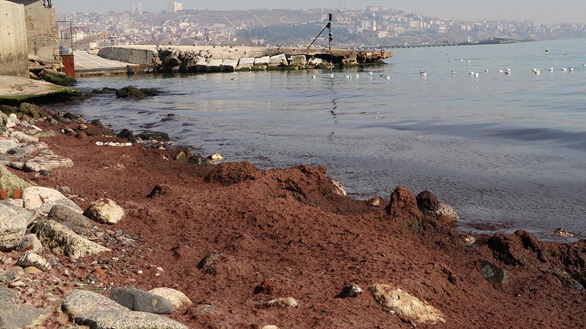 Tekirdağ’da Kuvvetli Rüzgar Nedeniyle Sahilin Bir Kısmına Kırmızı Yosun Birikti Haberi