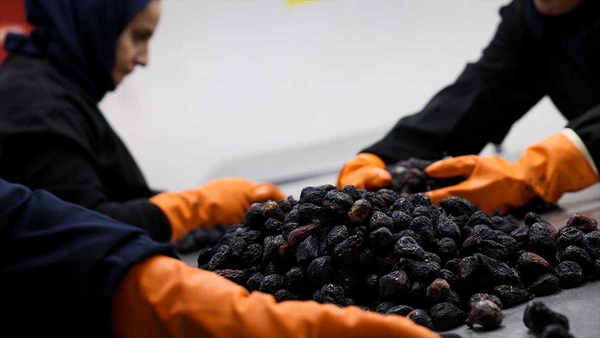 Türkiye’nin Yeni Kuru Incir Çeşidi “Siyah Orak” Küresel Pazarda Rekabeti Artıracak Haberi