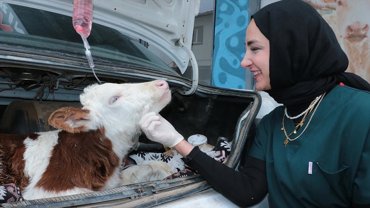 Yozgat’ta Hastalanan Buzağı Otomobille Veterinere Taşındı Haberi