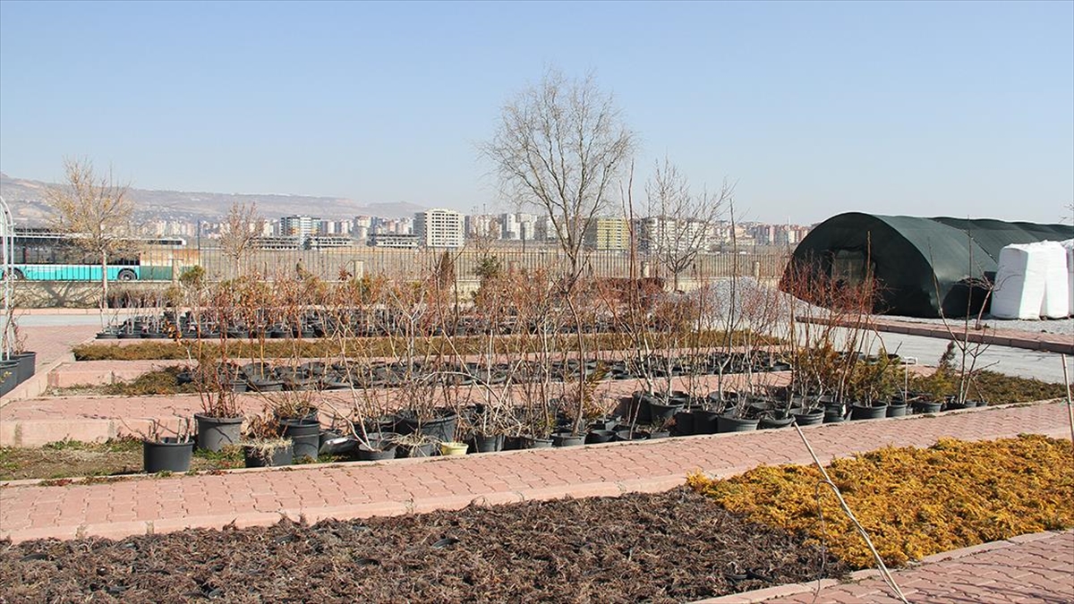 Yükümlü Kadınlar Belediyeye Ait Fidanlıkta Meslek Öğreniyor Haberi